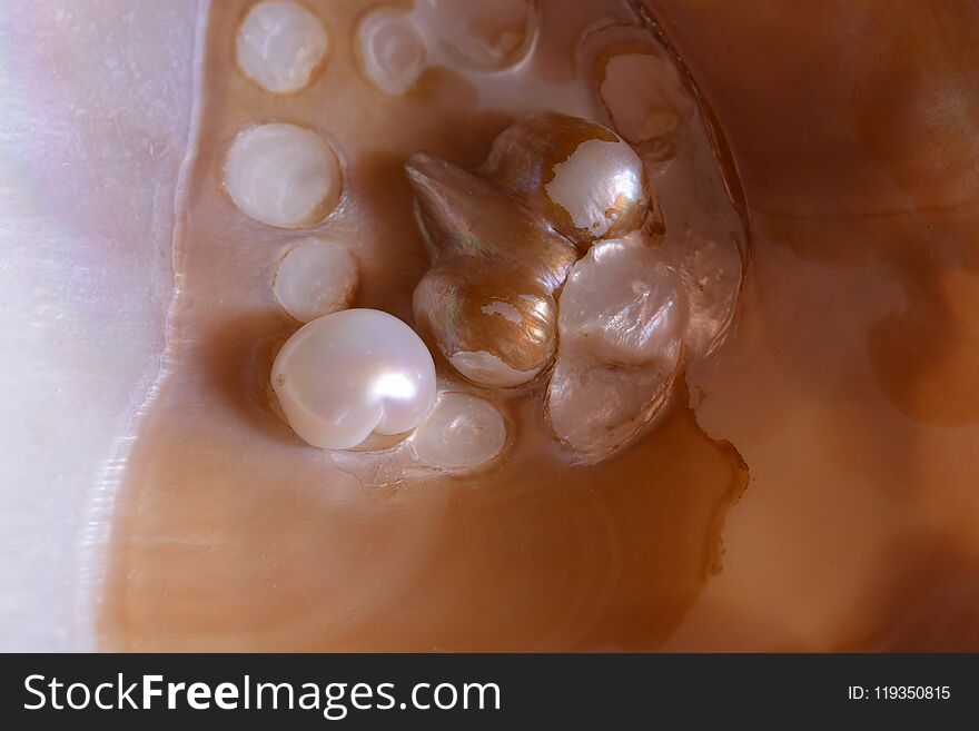 Details of an oyster containing pearls. Details of an oyster containing pearls