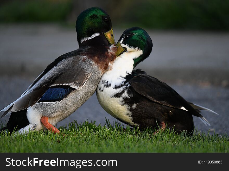 Mating season, these ducks are fighting for the female duck