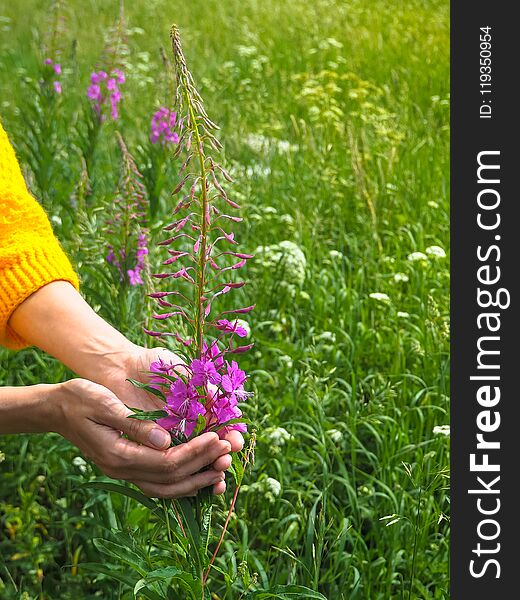 Flower Ivan Tea In The Palms Of A Woman In A Green Meadow.