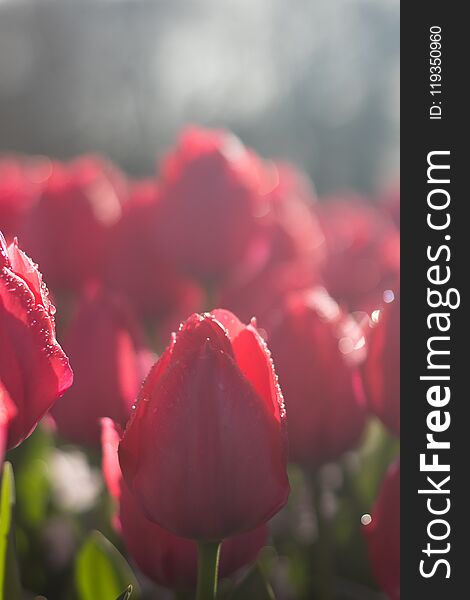 Beautiful full bloom various colors tulips in the sunny day in Netherlands