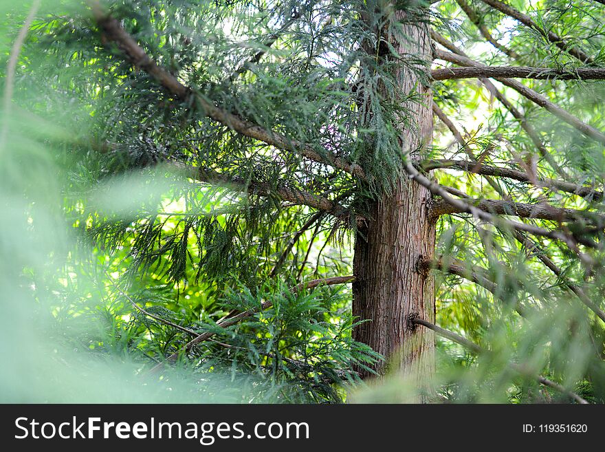 Green and brown tree with long branches