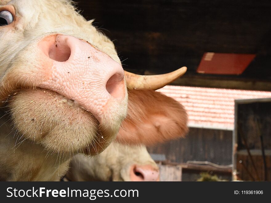 Cow with horns peeks from around the corner looking. Cow with horns peeks from around the corner looking