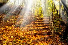 Colorful Leaves And Staircase Stock Images