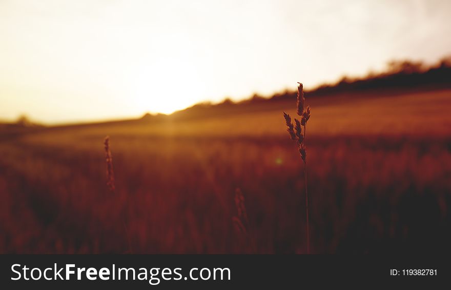 Selective Focus Photography Of Plant Overlooking Sunset