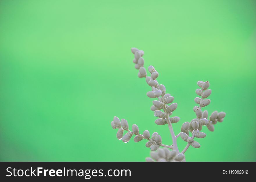 Closeup Photo Of Gray Leafed Plant