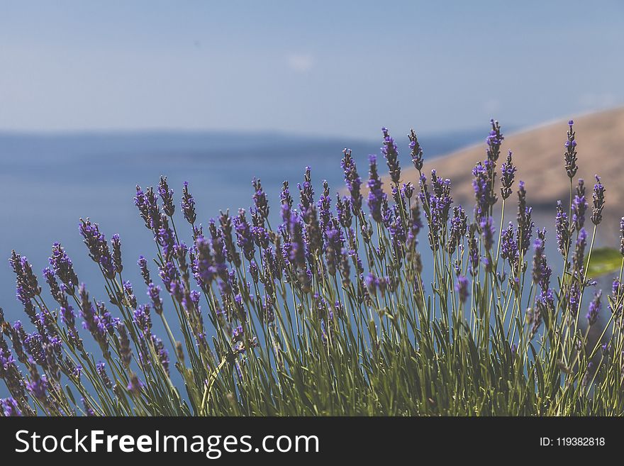 Purple Hyacinth in Bloom