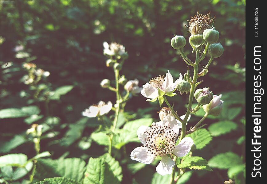 Blackberry Flowers Close Up