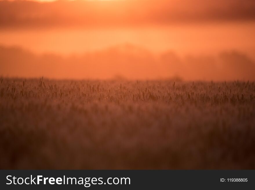 Amazing rural natural background of setting sun in the feild. Amazing rural natural background of setting sun in the feild