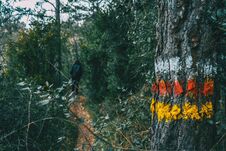 Free Close-up Of The Trunk Bark Of A Tree With Paint Stock Image - 119397771