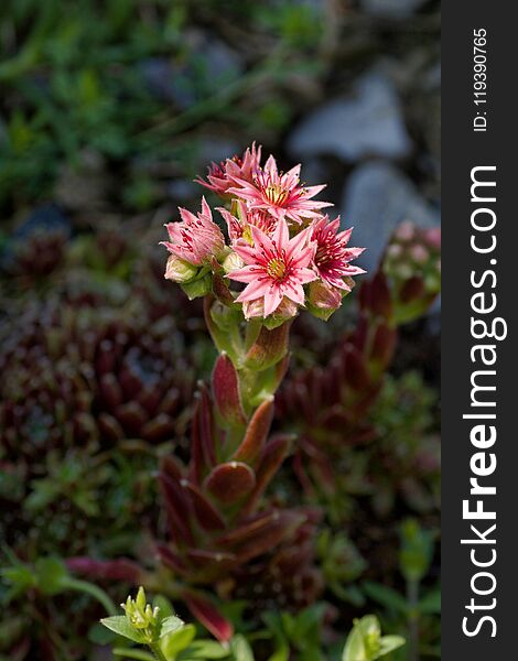 Inflorescence Of Pink Sempervivum Tectorum In Spring