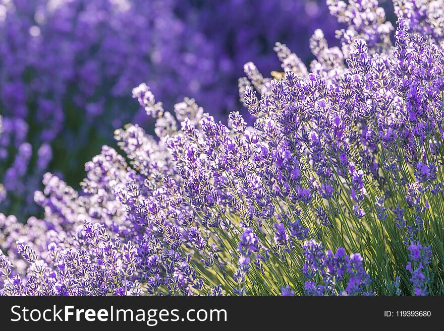 Lavender flower in blossom in summer time on the sunset. Lavender flower in blossom in summer time on the sunset