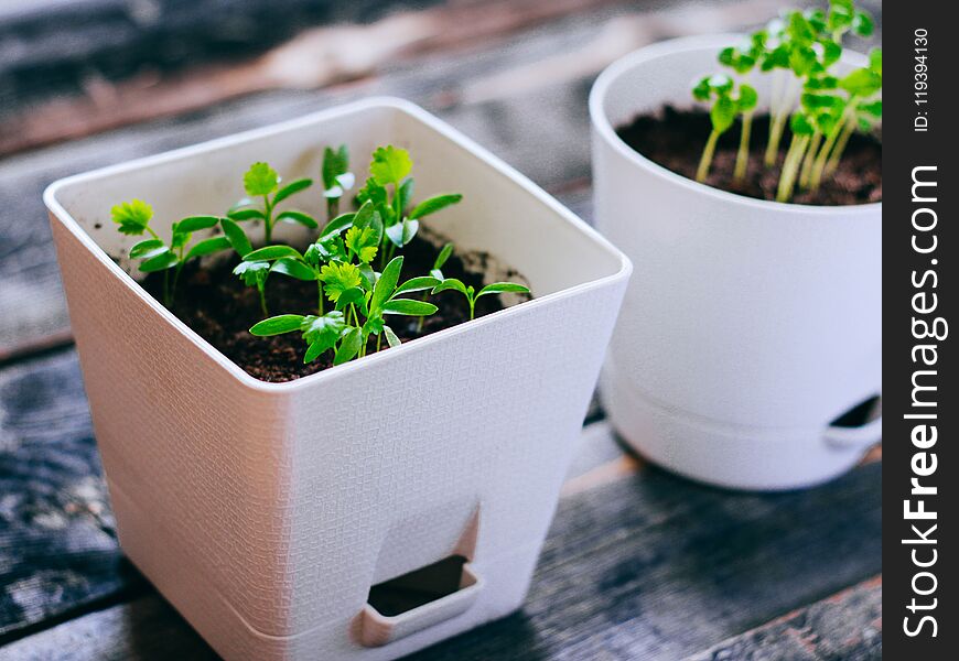 Young Greens In Pots, Sprouts Of Basil And Coriander