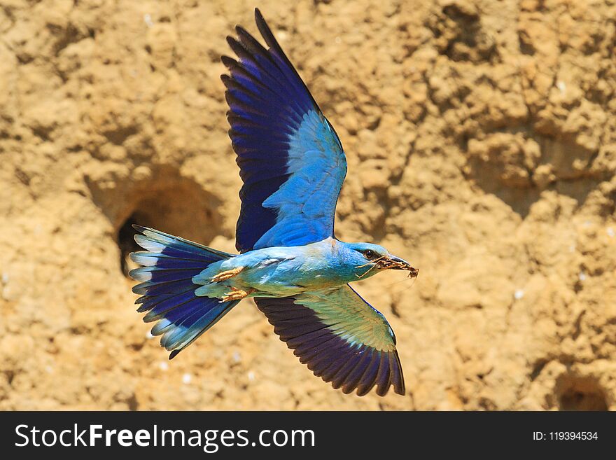 Exotic Bird In Flight Brings Food For Chicks