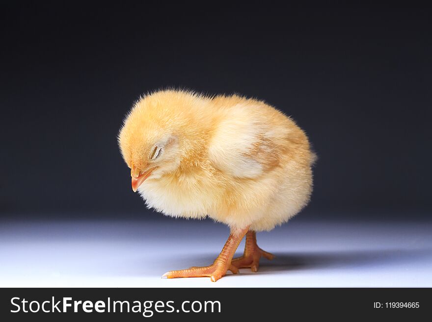 Yellow chick standing asleep, cute animals, pets