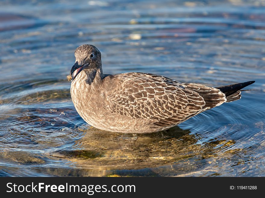 Bird, Fauna, Duck, Beak