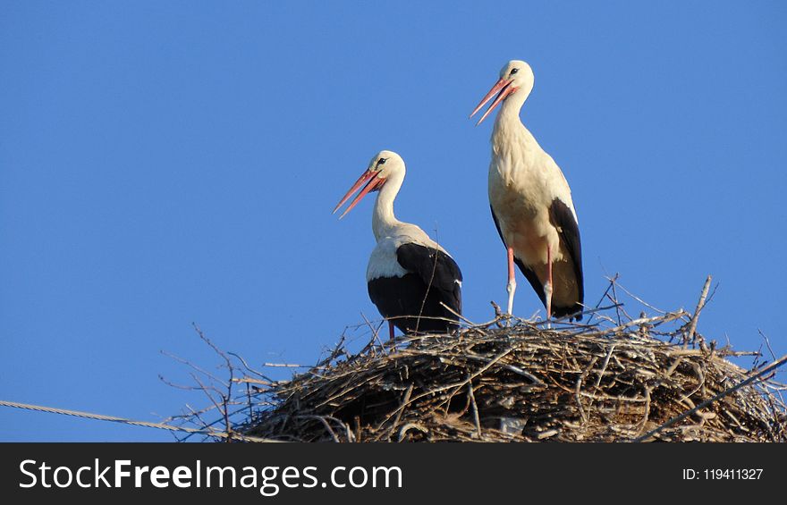 White Stork, Bird, Stork, Beak