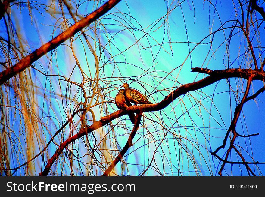 Branch, Blue, Tree, Sky