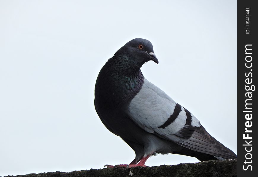 Bird, Fauna, Beak, Pigeons And Doves