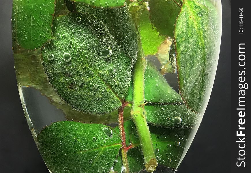 Leaf, Plant Pathology, Water, Macro Photography