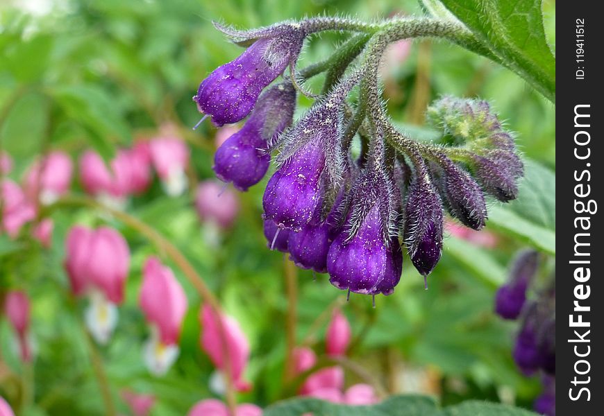 Plant, Flora, Purple, Flower