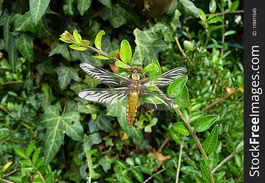 Plant, Flora, Dragonflies And Damseflies, Insect