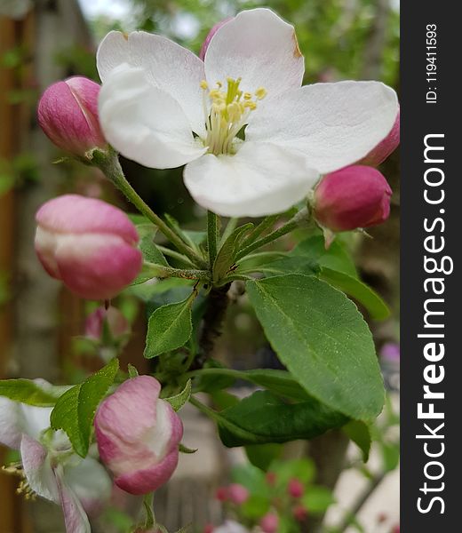 Blossom, Flower, Rosa Canina, Branch