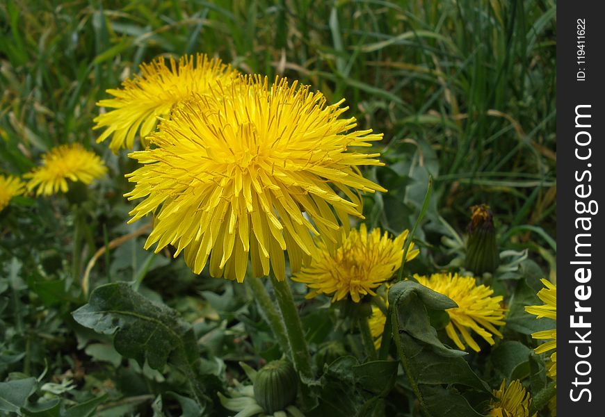 Flower, Dandelion, Sow Thistles, Yellow