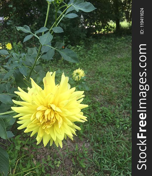 Flower, Yellow, Plant, Flora