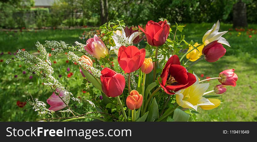 Flower, Plant, Flowering Plant, Wildflower