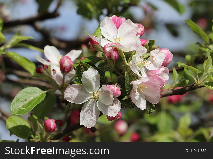 Plant, Blossom, Spring, Flora