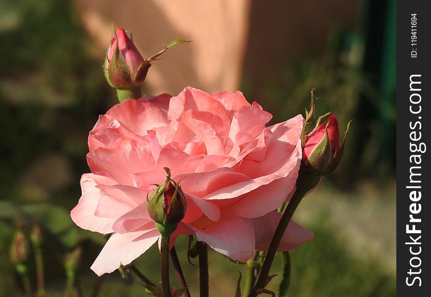 Flower, Rose Family, Pink, Rose