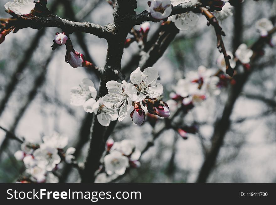 Blossom, Branch, Spring, Flower