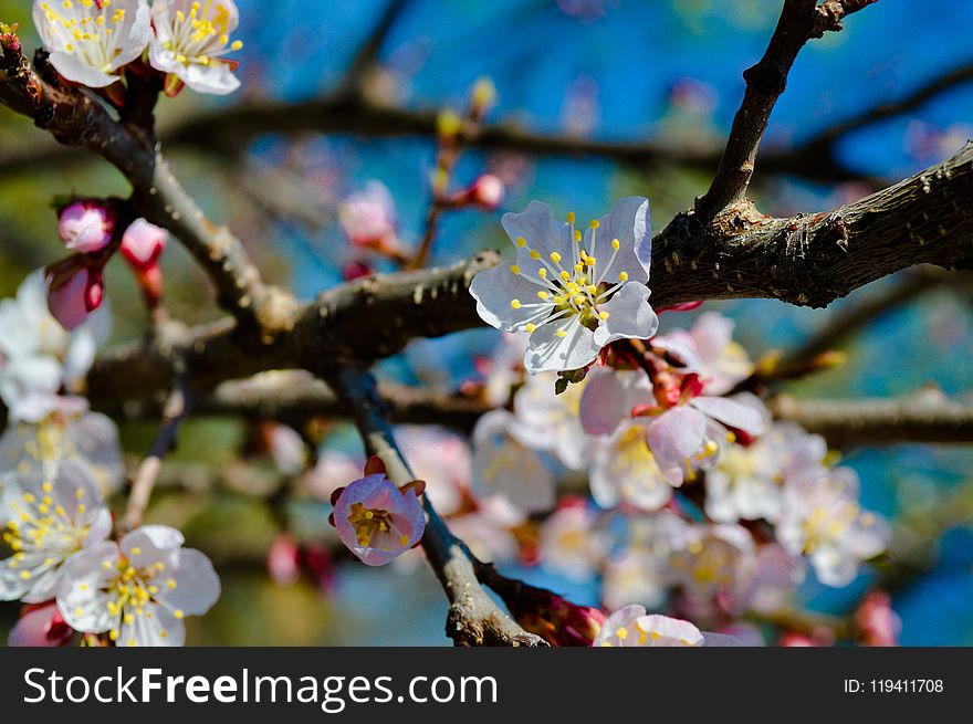 Blossom, Branch, Spring, Flora