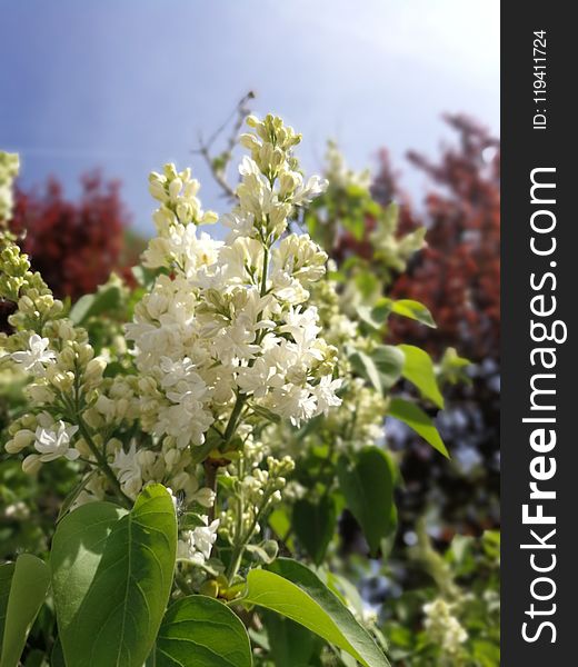 Plant, Spring, Blossom, Tree