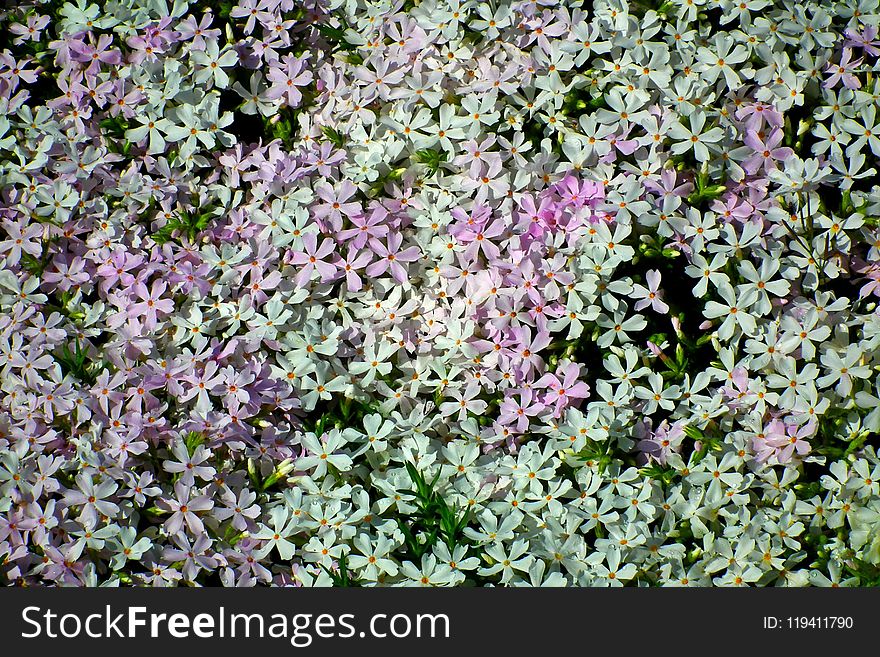 Plant, Flower, Flora, Breckland Thyme