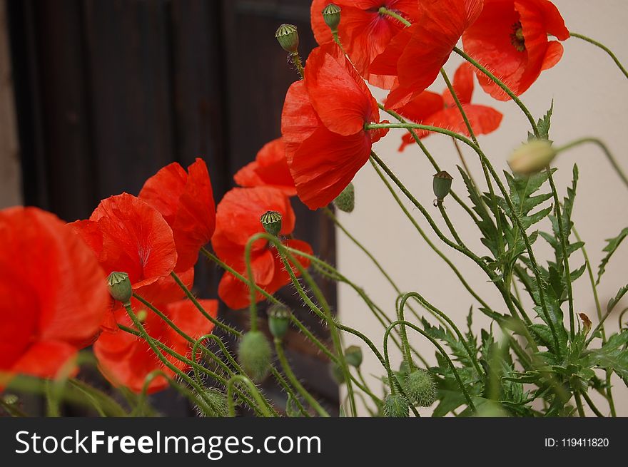 Flower, Plant, Flowering Plant, Poppy