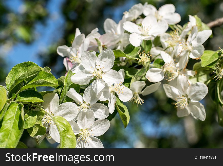 Blossom, Branch, Spring, Plant