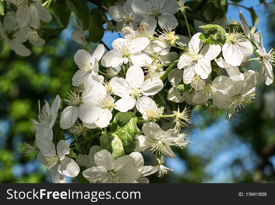 White, Flower, Blossom, Spring