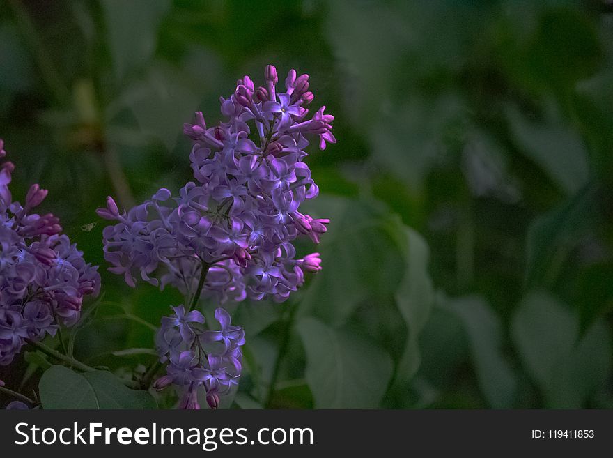 Flower, Plant, Purple, Flora