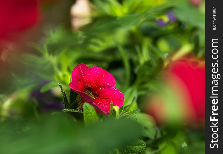 Flower, Plant, Leaf, Close Up