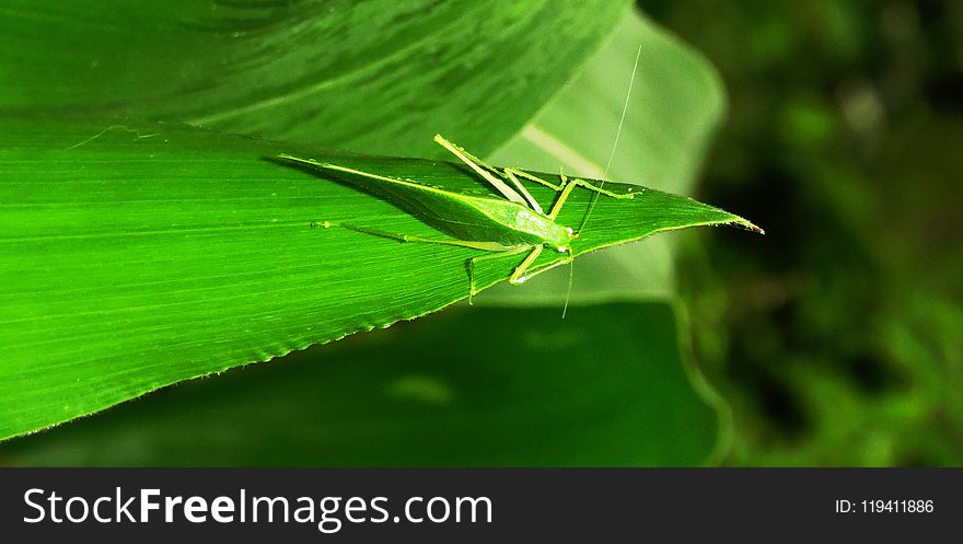 Leaf, Green, Grasshopper, Insect