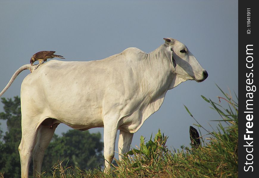 Cattle Like Mammal, Dairy Cow, Fauna, Pasture