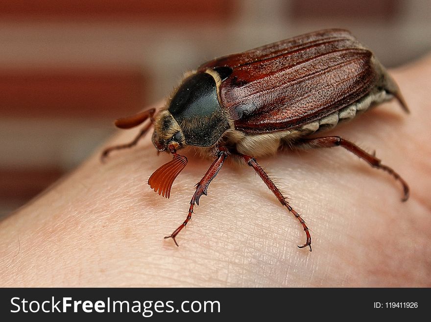 Insect, Invertebrate, Macro Photography, Beetle