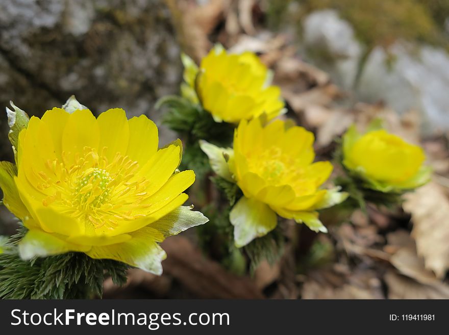 Yellow, Flower, Wildflower, Vegetation