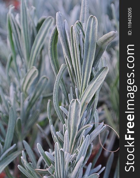 Plant, Lavender, Lavandula Dentata, Rosemary