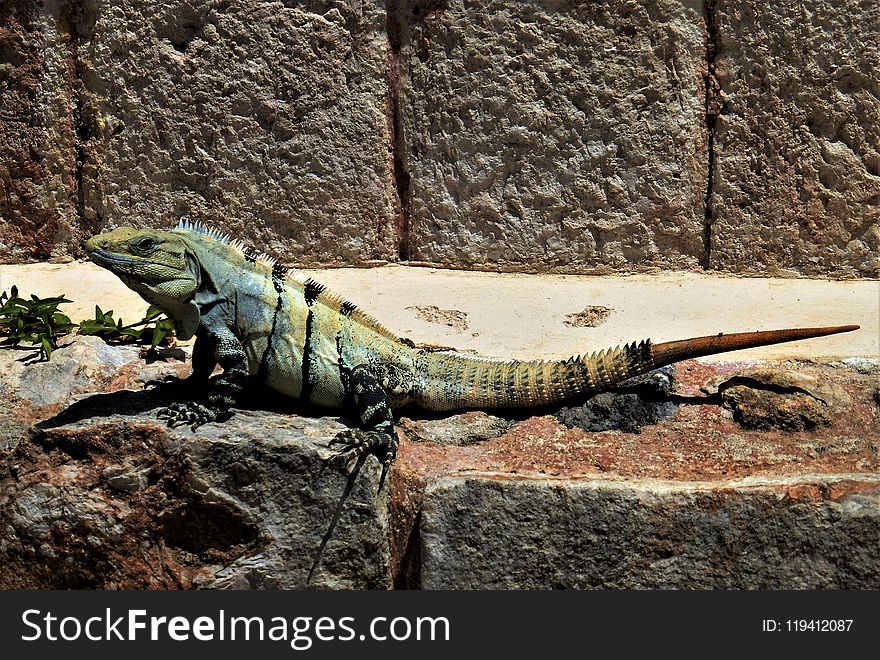Reptile, Scaled Reptile, Lizard, Iguana