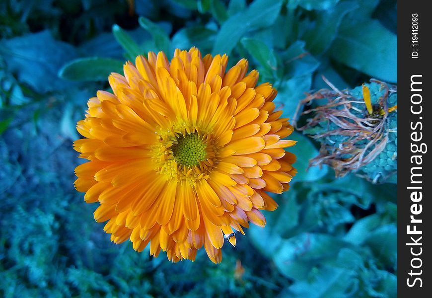 Flower, Yellow, Flora, Petal