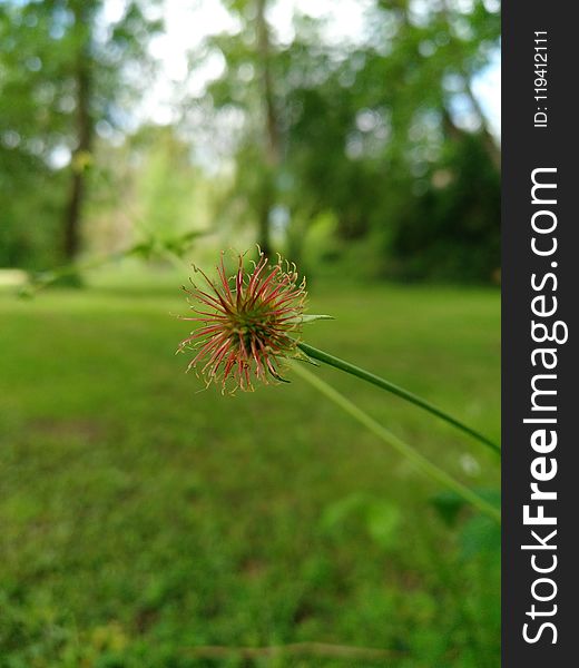 Vegetation, Grass, Flora, Plant