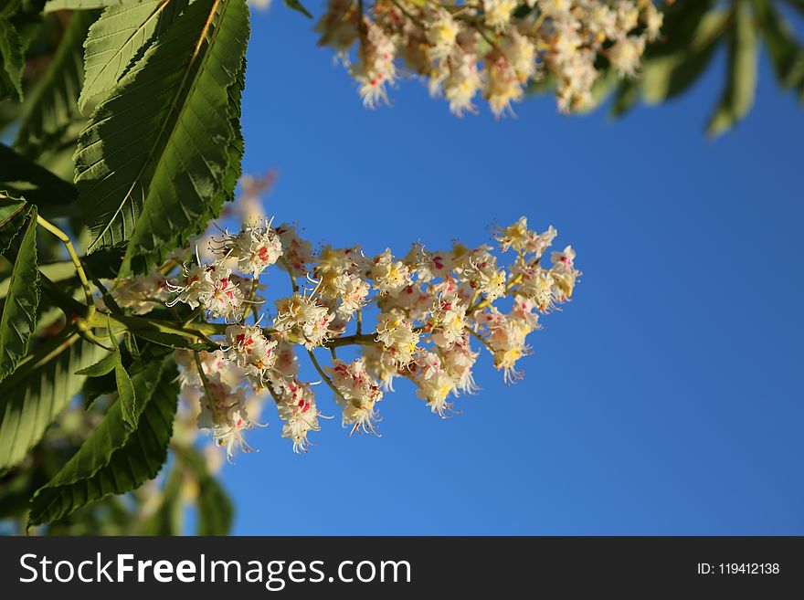 Sky, Blossom, Branch, Spring