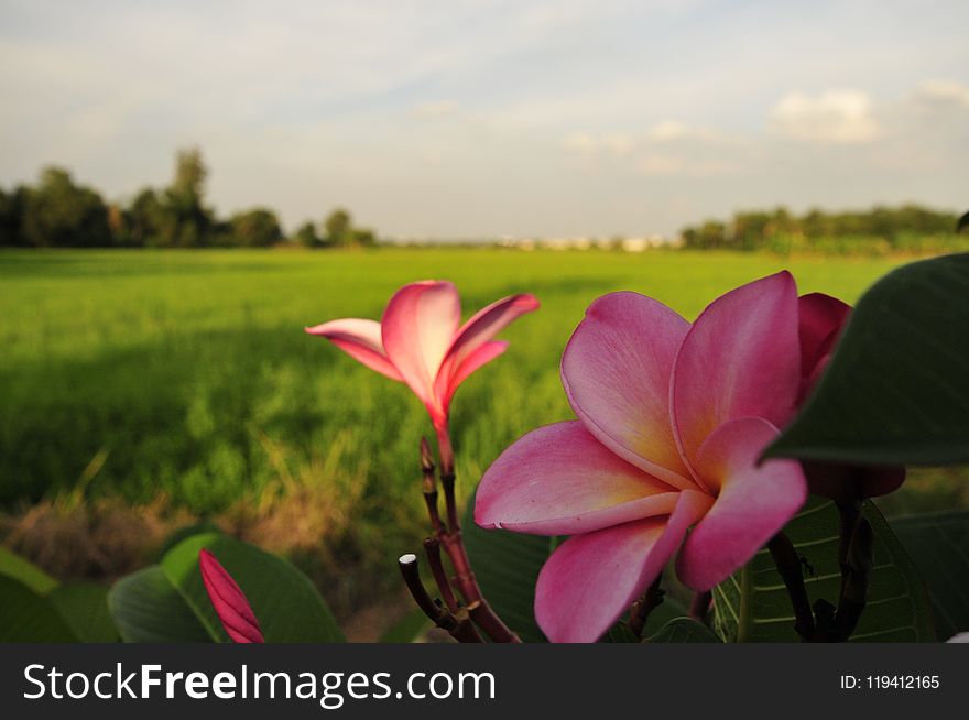 Flower, Plant, Pink, Flora